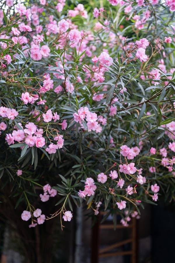 Pink oleander with flowers or Nerium blooming in garden in spring. Poisonous flowering bush Oleander, ornamental plant in the street. Pink oleander with flowers or Nerium blooming in garden in spring. Poisonous flowering bush Oleander, ornamental plant in the street.