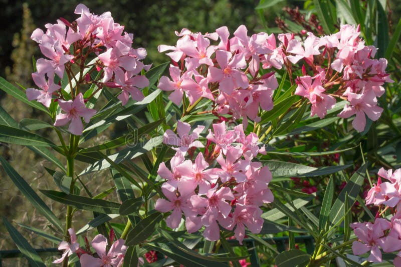 Pink Oleander Plant with Flowers Stock Image - Image of leaf, fresh ...