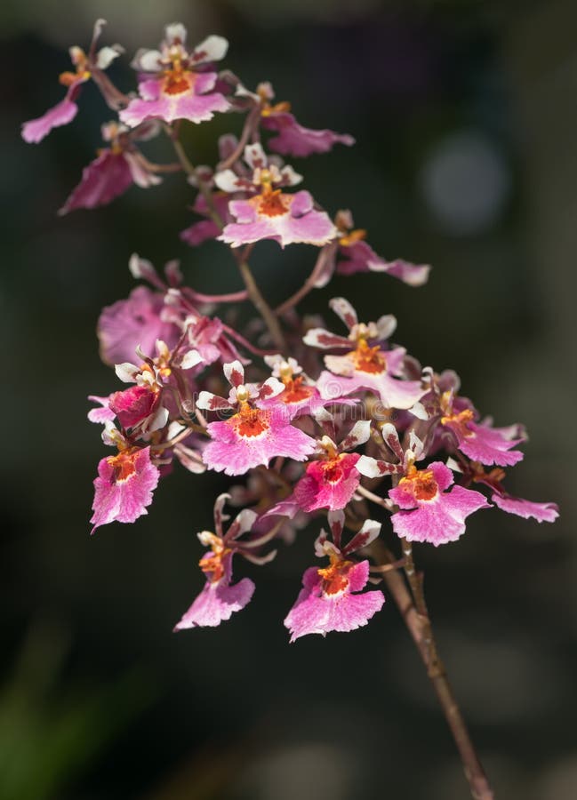 Pink Oncidium Orchid Flower Stock Image - Image of garden, blooming:  79470885