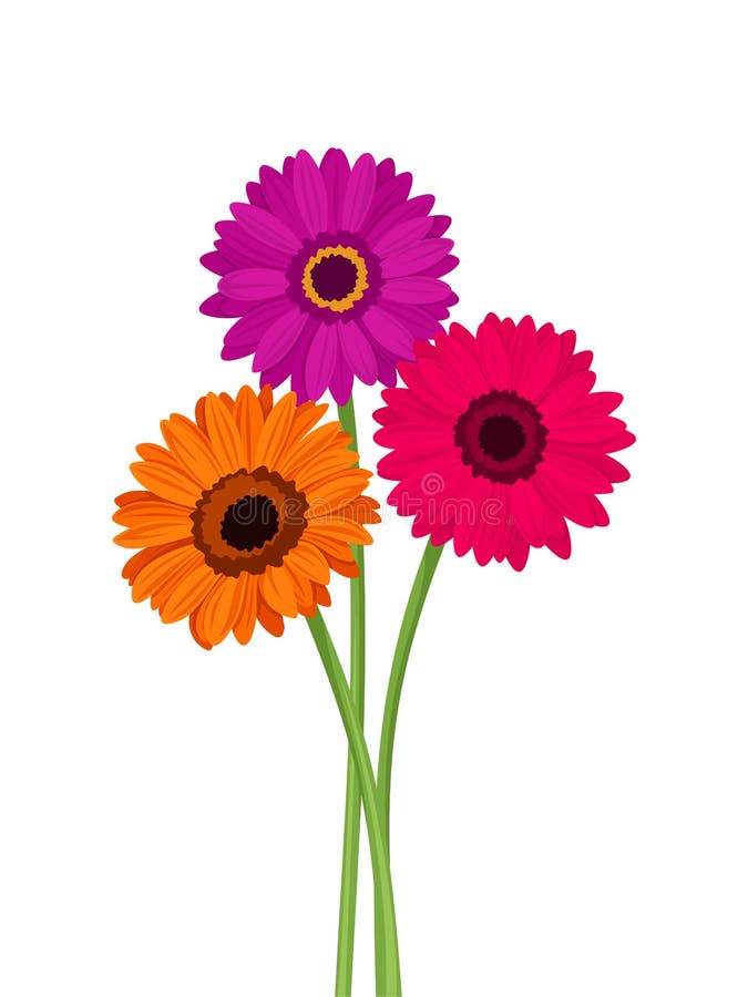 Pink, Orange and Purple Gerbera Flowers. Vector Illustration. Stock