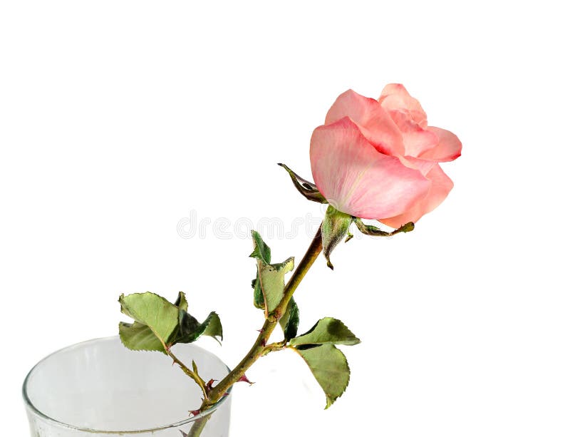 Pink Orange Rose Flower, Pattern Petals, Close Up Stock Photo Image