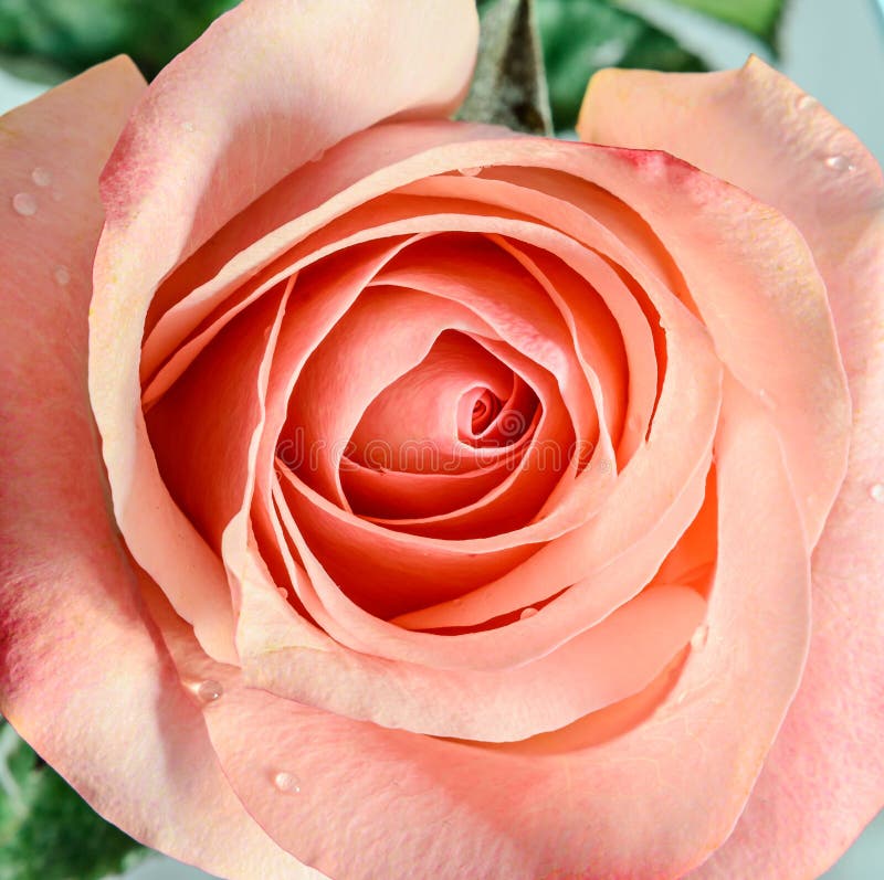 Pink Orange Rose Flower, Pattern Petals, Close Up Stock Photo Image of soft, rose 81263178