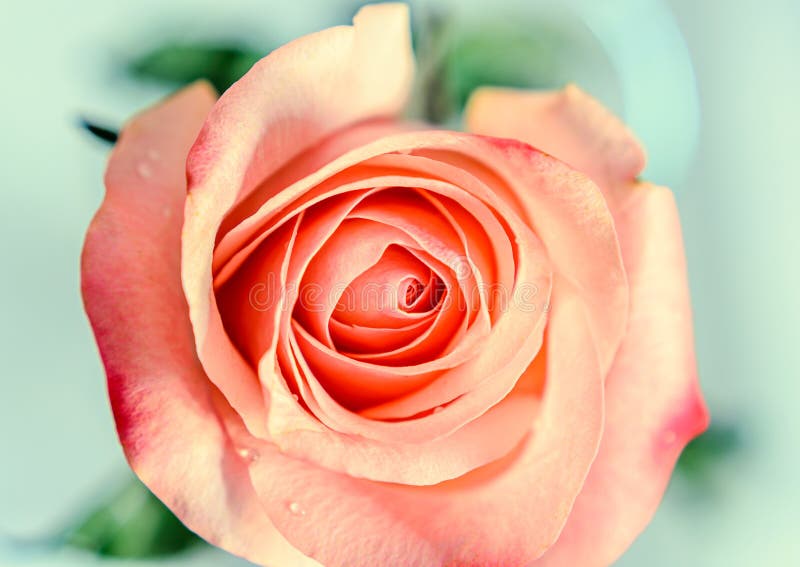 Pink Orange Rose Flower, Pattern Petals, Close Up Stock Photo Image