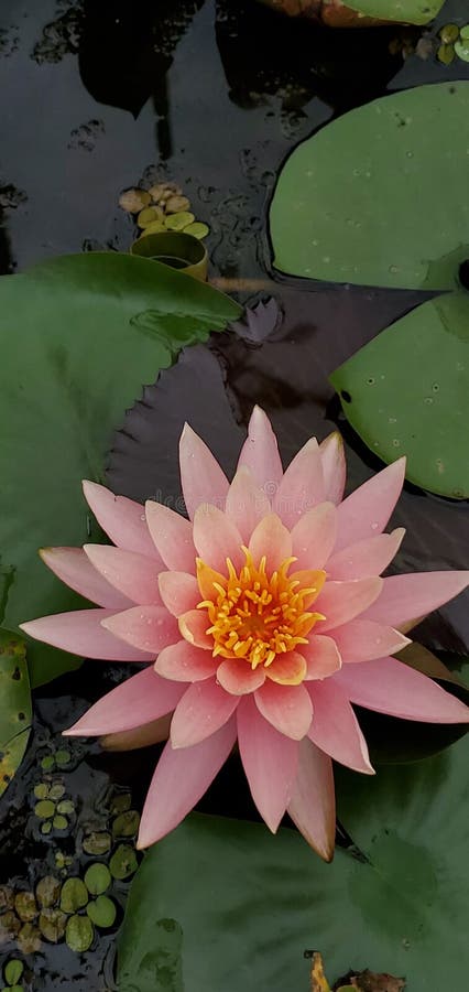 Tropical water lily at a botanical garden in Okinawa Japan