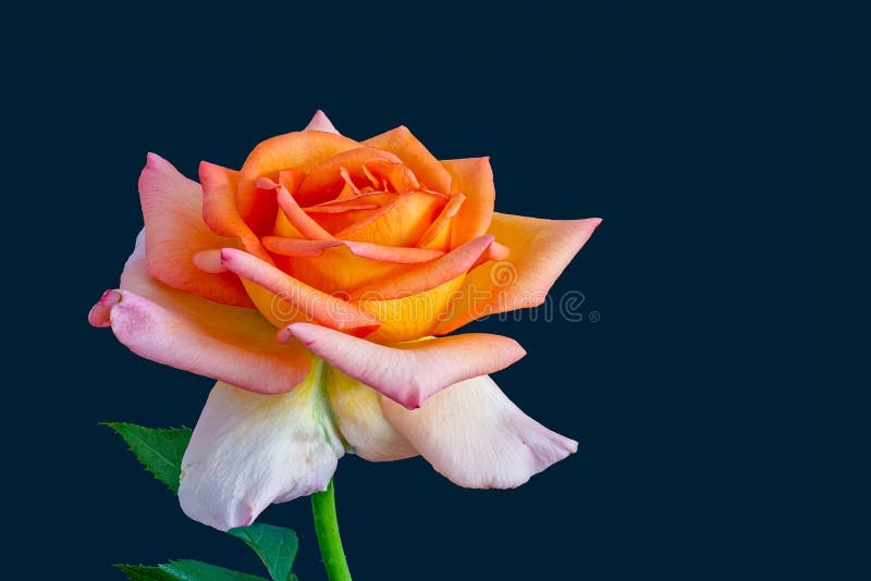 Pink orange white yellow rose blossom macro on blue background in vintage painting style