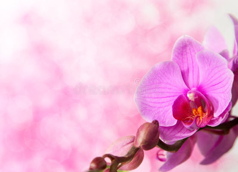 Pink orchid