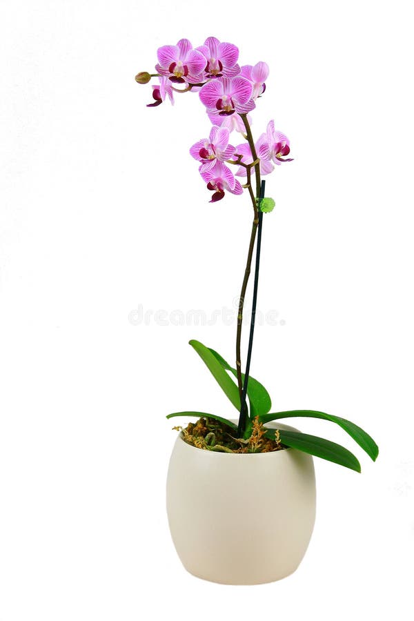 Pink orchid