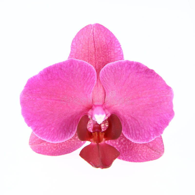 Pink Orchid