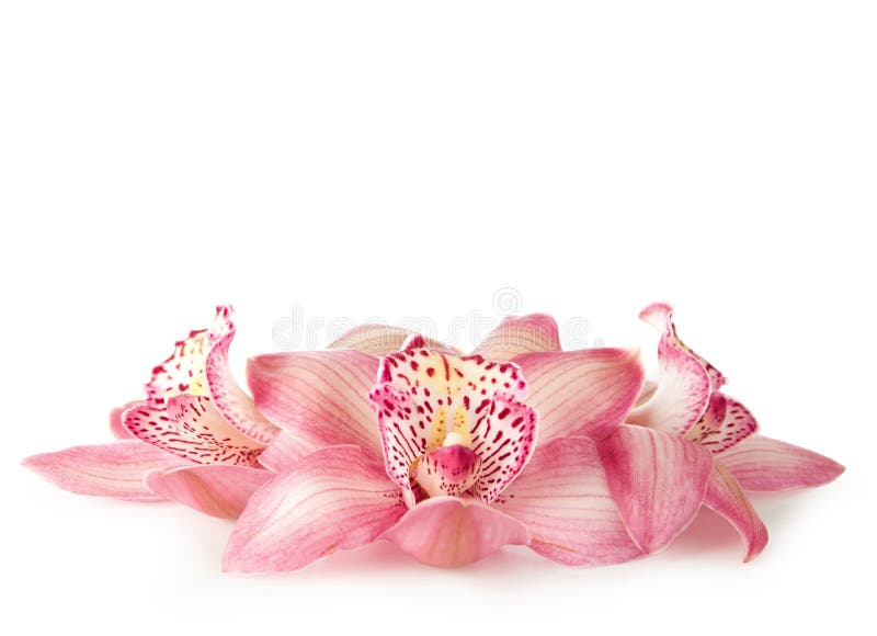 Pink orchid