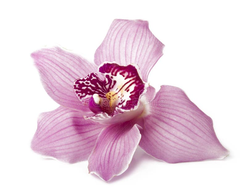 Pink orchid