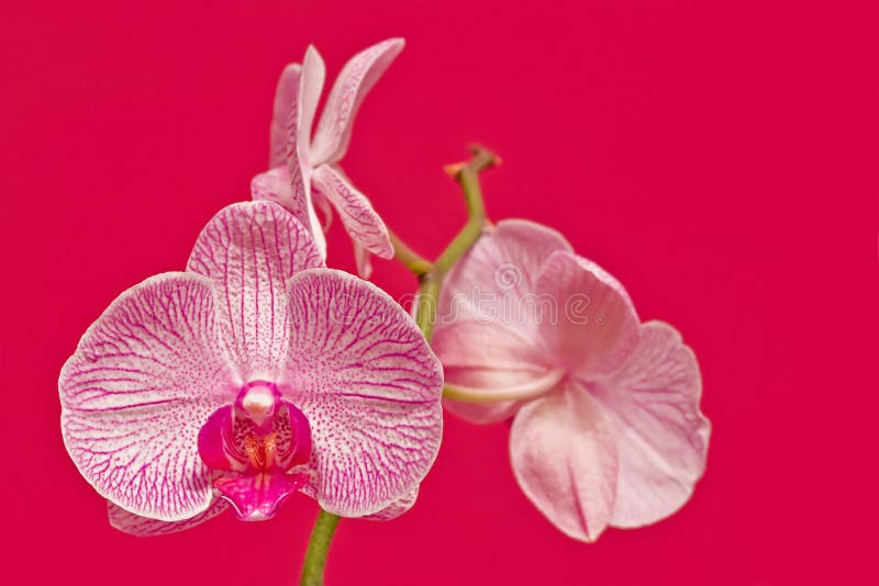 Z ružový orchidea cez ružový.