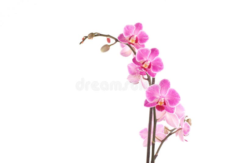 Pink orchid