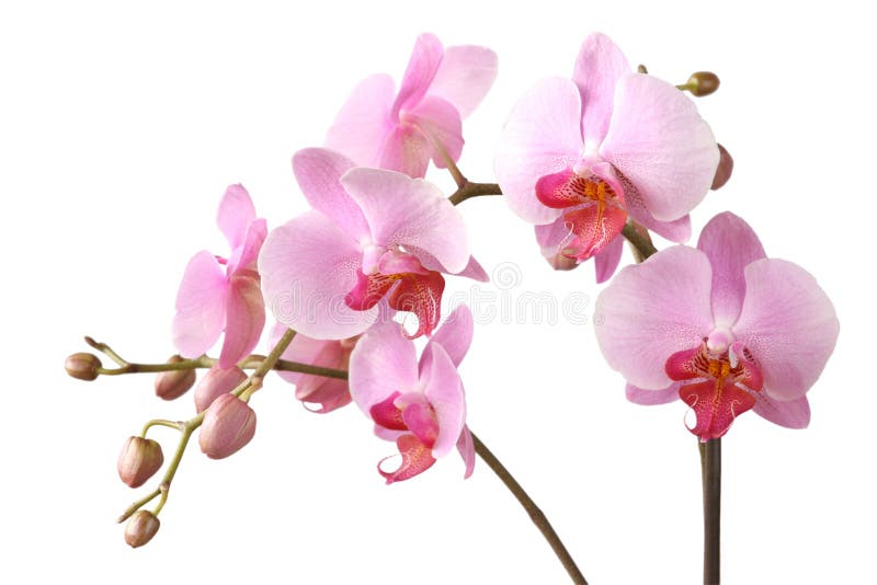 Ružová orchidea izolované na bielom pozadí.