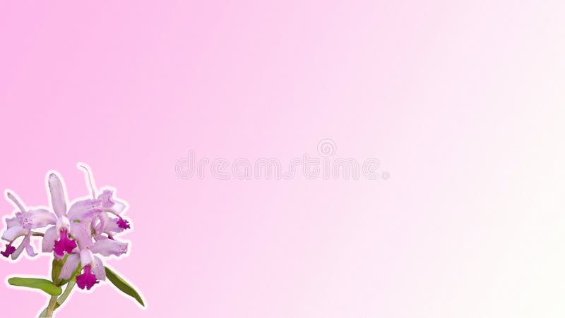 Pink Orchid background stock image. Image of flower, green - 46153627