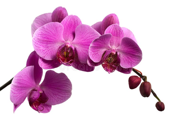 Pink orchid branch isolated on white