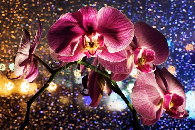 Pink orchid on colored background with drops