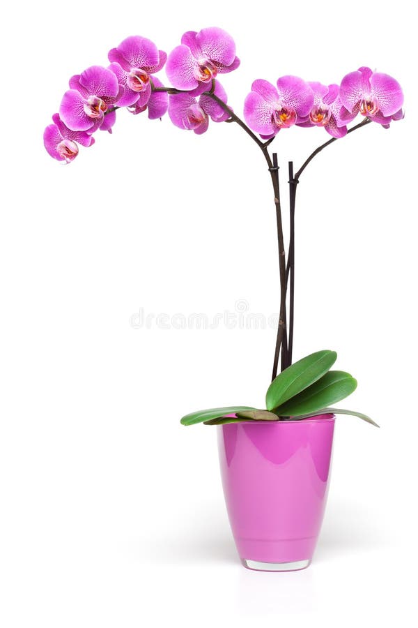 Pink orchid in decorative pot isolated on the white background