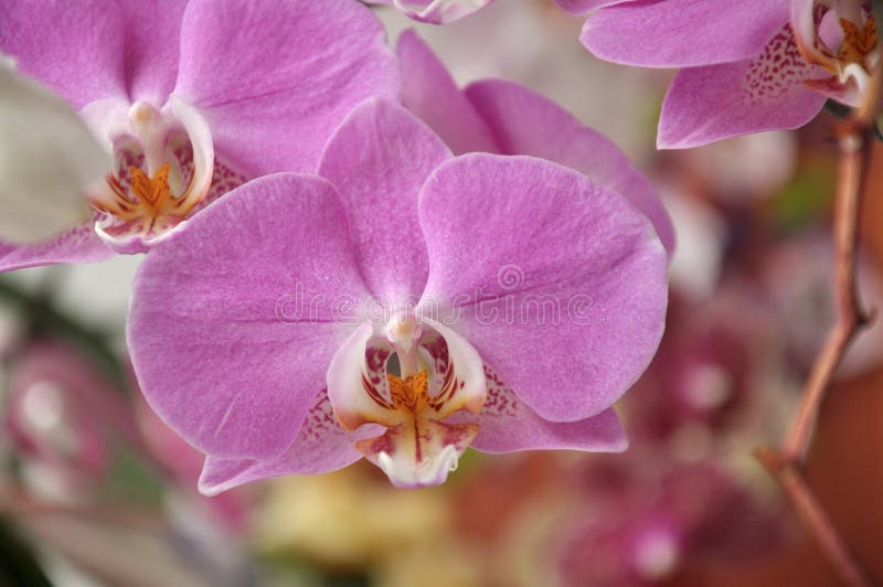 Pink Orchid Flower, Orchid Branch Stock Image Image of botany, orchid