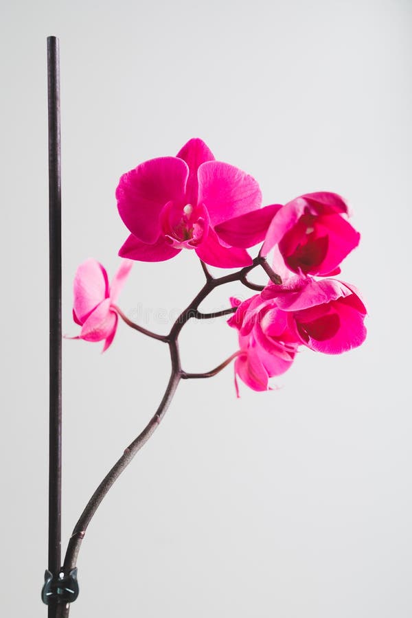 Pink orchid flower stock photo. Image of flower, blossom - 124607332