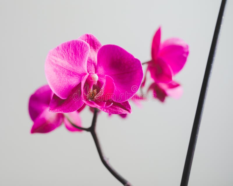 Pink orchid flower stock photo. Image of flower, blossom - 124607332