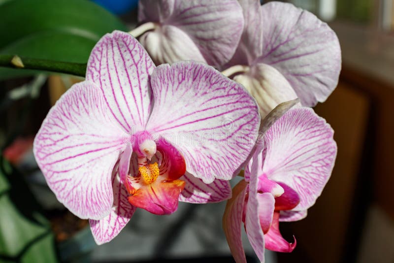 Pink Orchid Flower Closeup in a Sunlight Stock Photo Image of