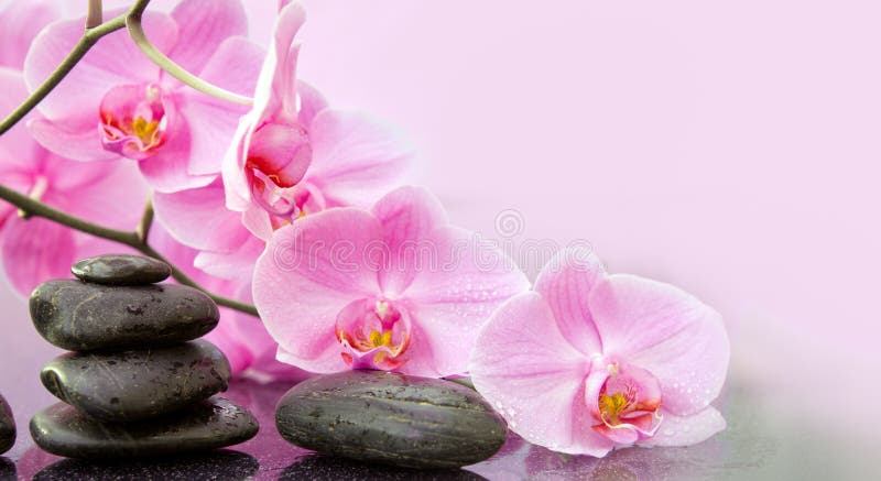 160,694 Pink Spa Background Stock Photos - Free & Royalty-Free Stock Photos  from Dreamstime