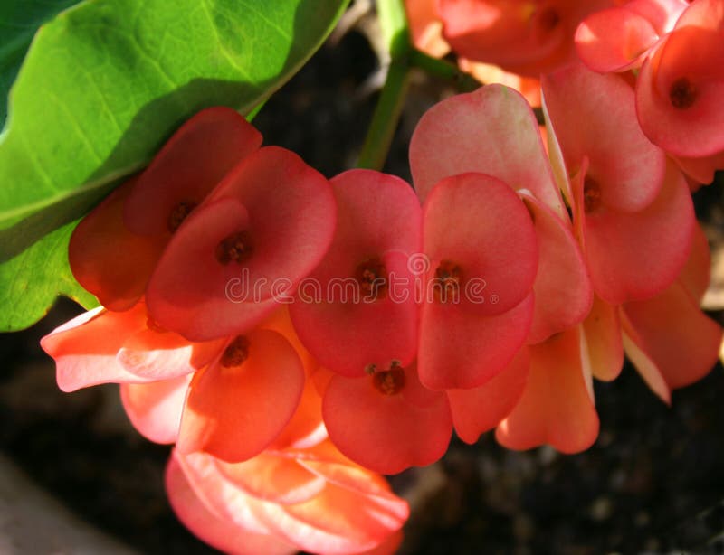 Pink orchid flowers