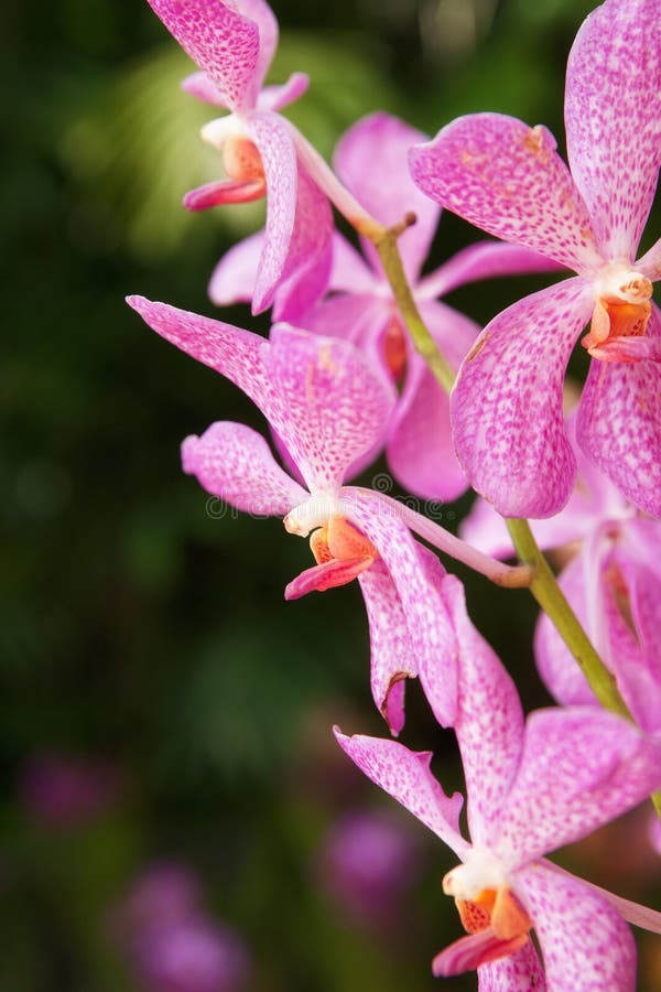 Pink orchid flowers stock image. Image of plant, pink 24551255