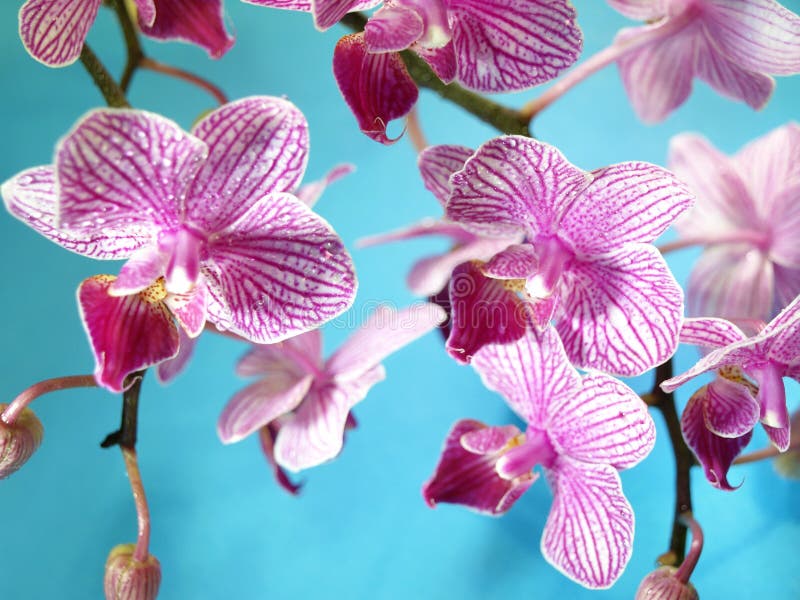Pink orchid flowers stock photo. Image of phalaenopsis 26223120