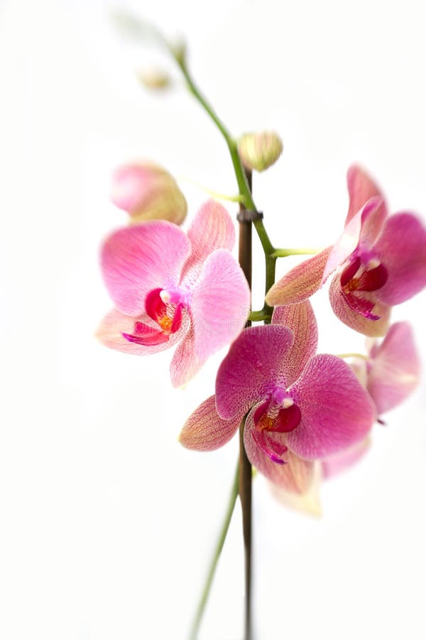 Pink orchid flowers in bloom