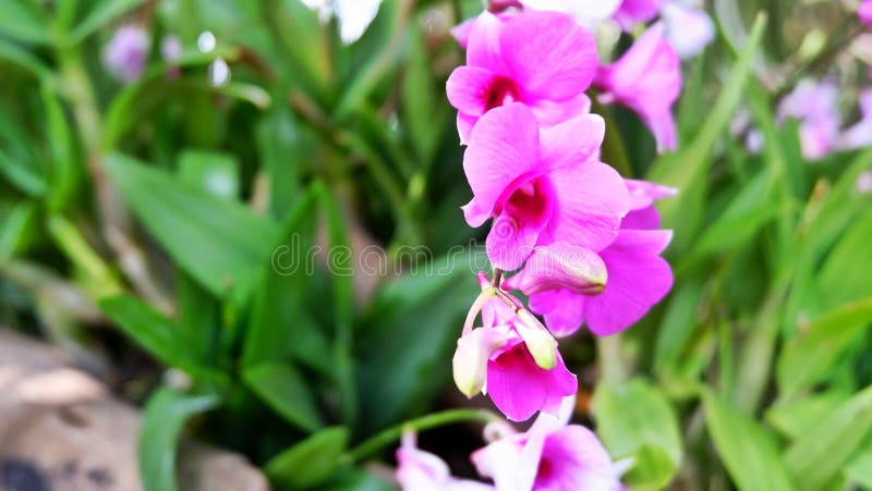 Pink orchid on a green blurred background in a garden royalty free stock photos Pink orchid on a green blurred background in a garden royalty free stock photos