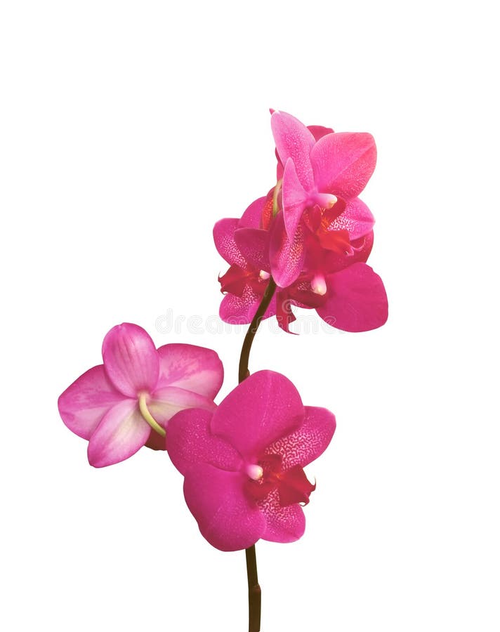 Pink Lathyrus Odoratus - Sweet Peas Stock Photo - Image of white ...