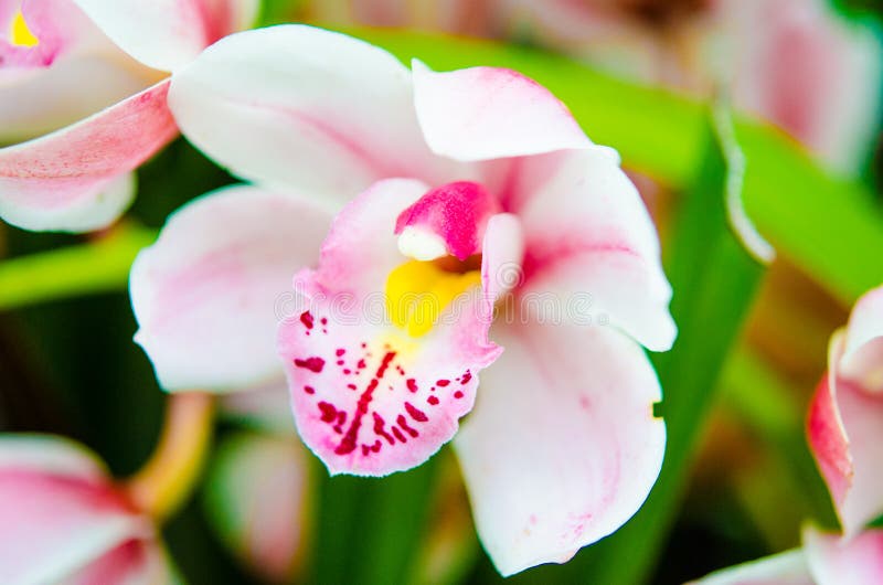 Pink Orchid lily stock photo. Image of flower, pattern 68599568