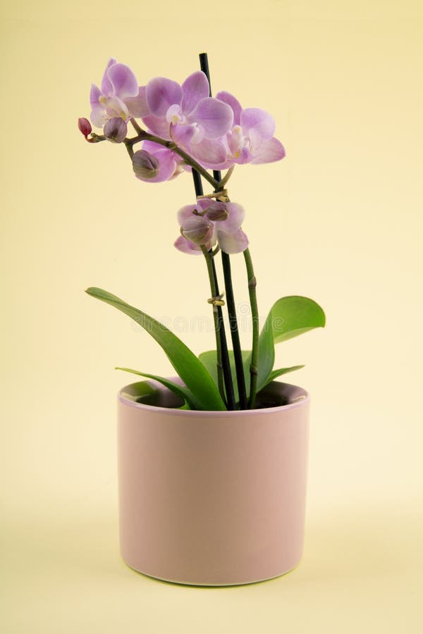 Pink Orchid in Pot