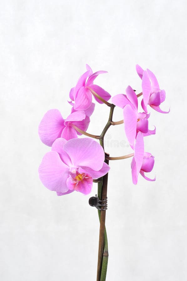 Pink orchid, spa time