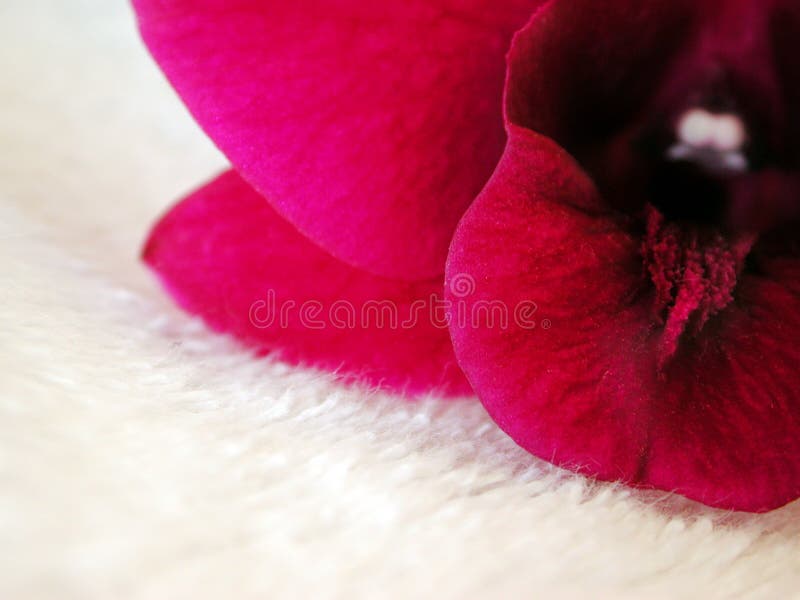 Pink Orchid on white fur 2