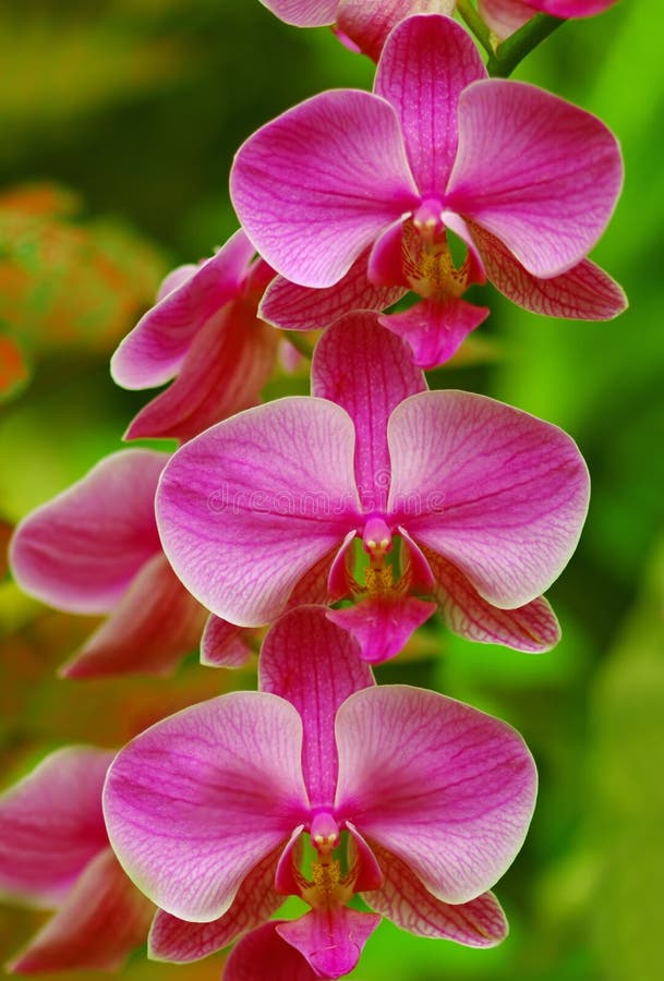 Pink Orchids