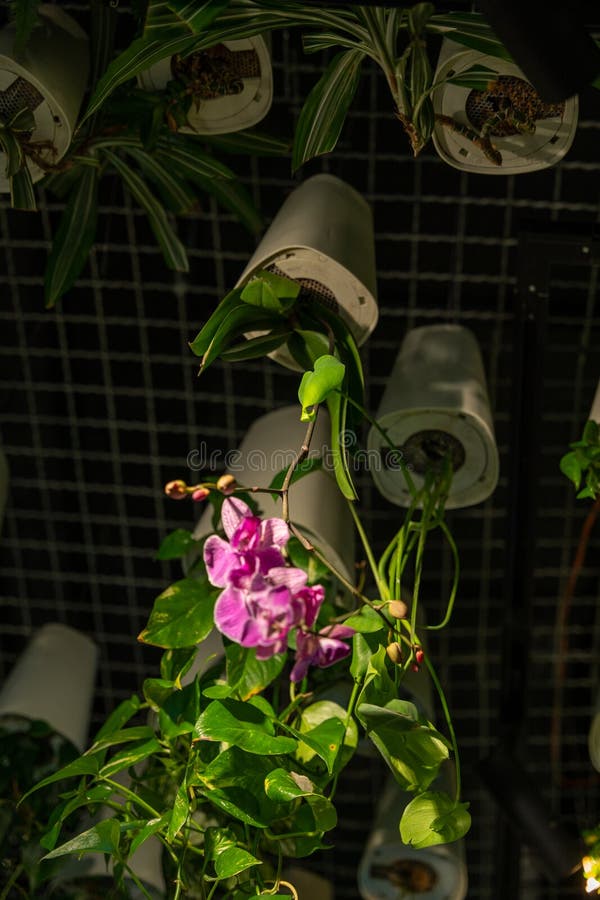 Pink orchids growing upside down in ceiling planters against a black ceiling royalty free stock images
