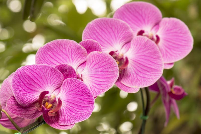 36,580 Pink Orchids Photos - Free & Royalty-Free Stock Photos from ...