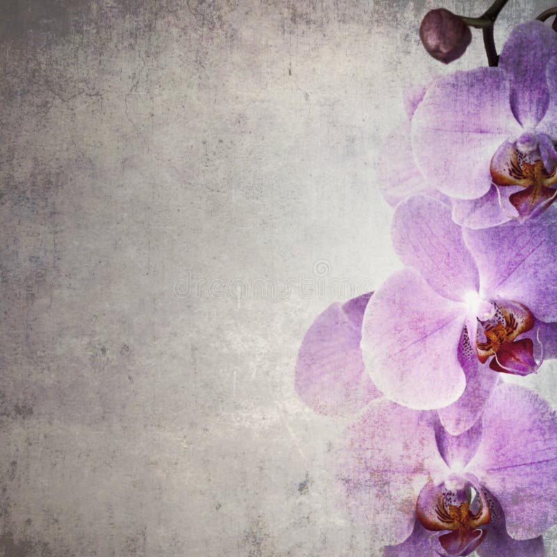 Vintage Orchids on Retro Background Stock Photo - Image of flora, aging ...