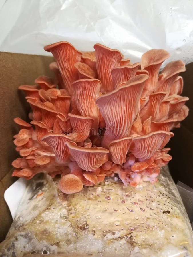 Pink Oyster Mushroom Indoor Grow Kit Stock Image Image of culture