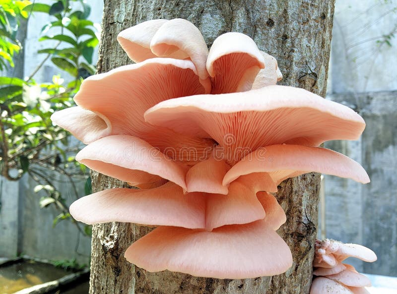Pink oyster mushroom is eatable mushroom with vibrantly pink when so young and start to whiten with age.