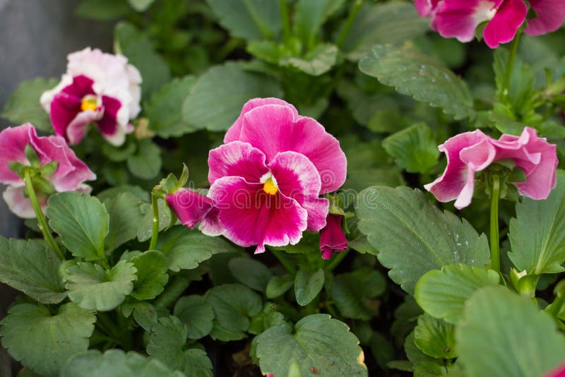 Pink pansy flower stock image. Image of green, blossom 78567745
