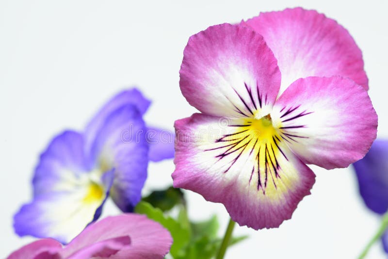 Pink pansy stock image. Image of vibrant, pattern, cheerful 40191383