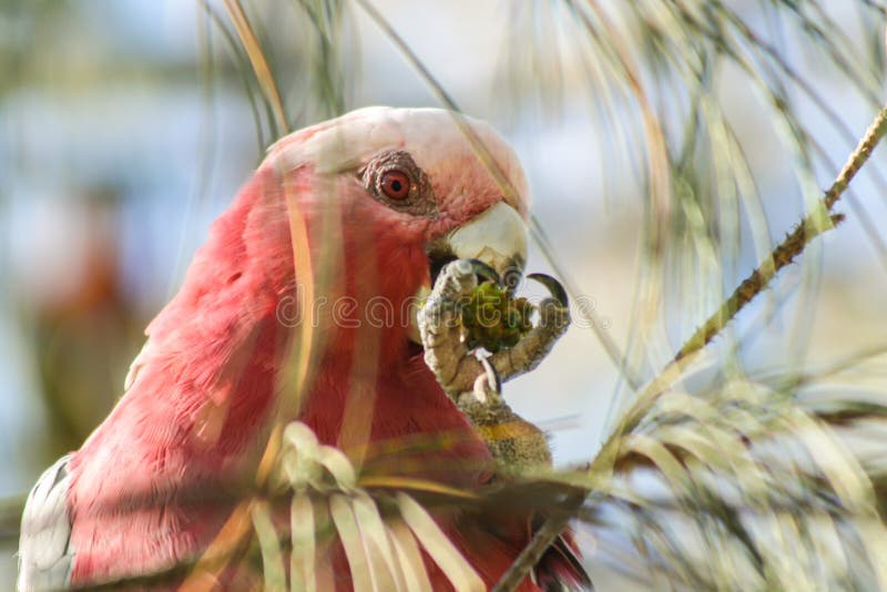 Pink Parrot stock photo. Image of cute, head, pink, parrots 8124590