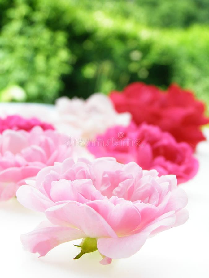 570+ Pastel rose Free Stock Photos StockFreeImages