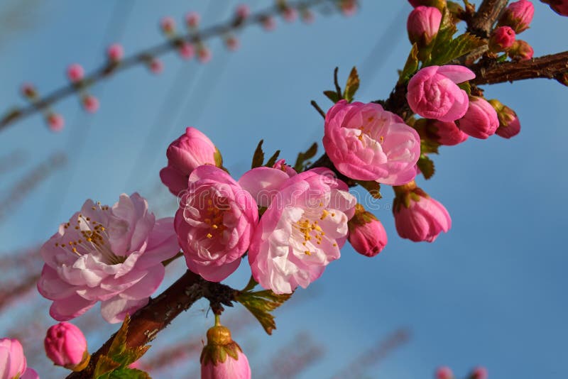 The Pink Peach Blossom Sunset Stock Image - Image of close, likable ...