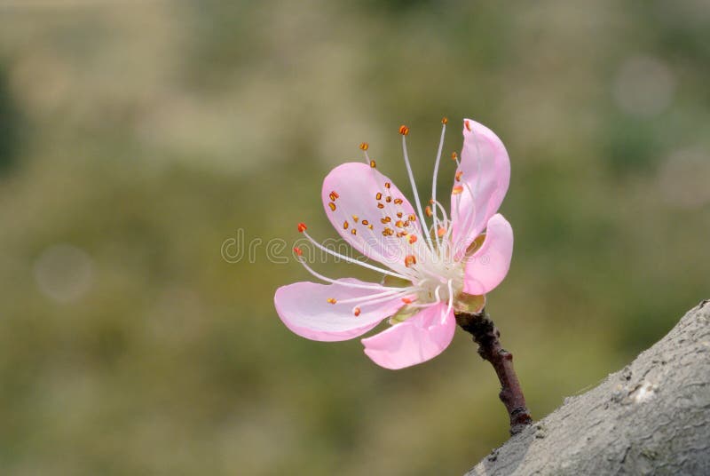 Rosa pesca fiore sul un albero.