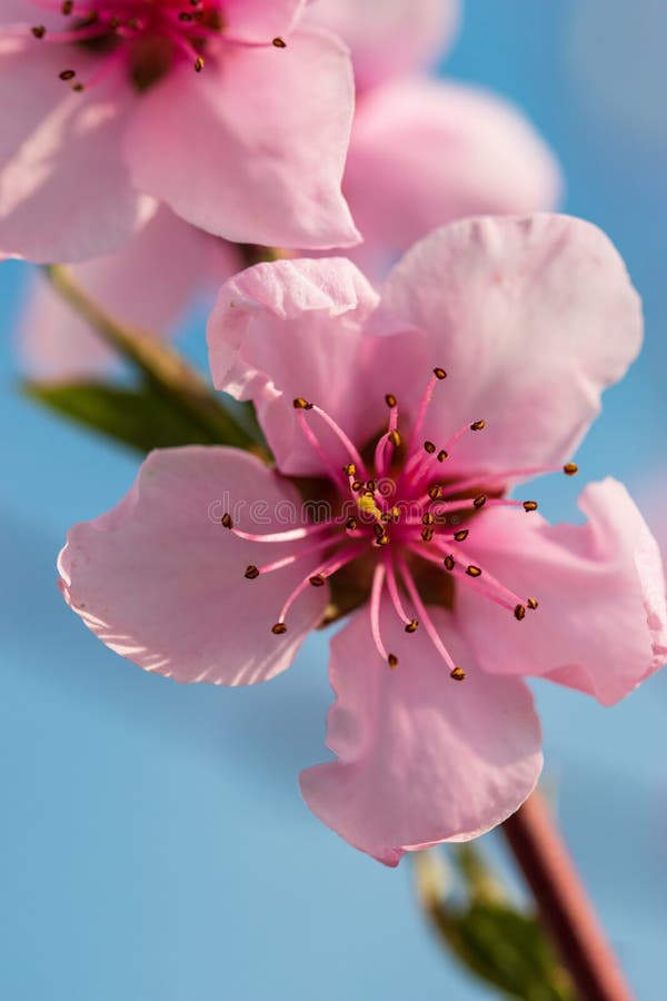 Pink Peach Flowers on a Branch Stock Photo Image of beauty, pollen
