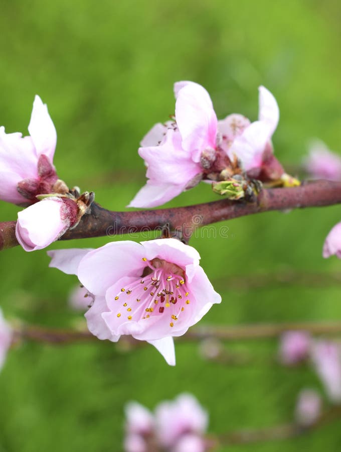Pink Peach Flowers on Green Background. Spring Time Stock Image Image